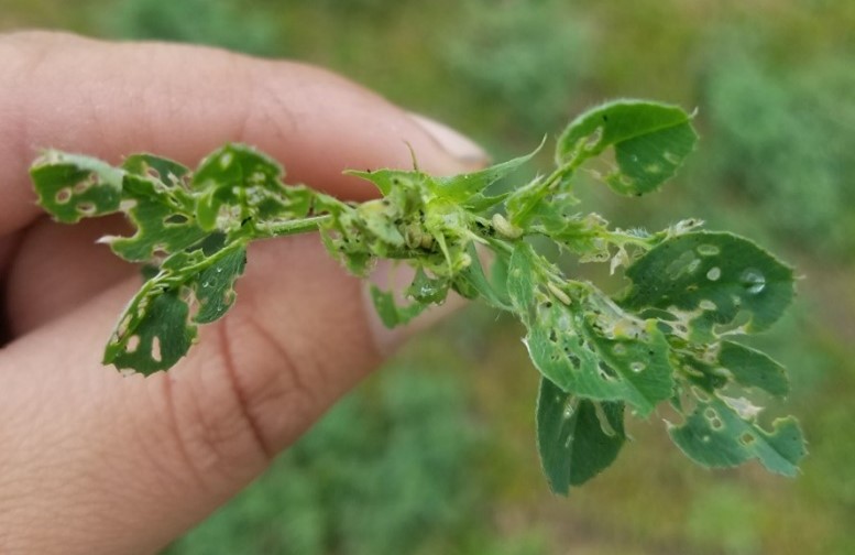 alfalfa weevil damage to foliage